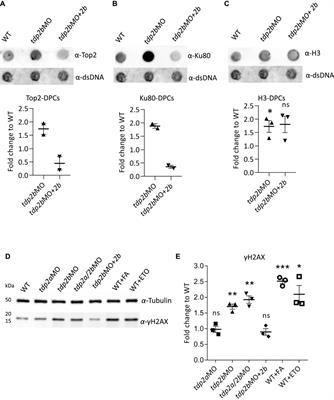 Tyrosyl-DNA phosphodiesterase 2 (Tdp2) repairs DNA-protein crosslinks and protects against double strand breaks in vivo